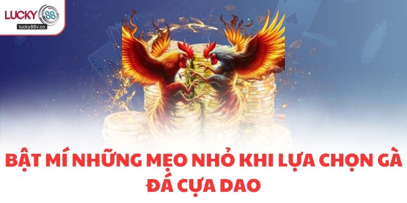 Bật mí những mẹo nhỏ khi lựa chọn gà đá cựa dao