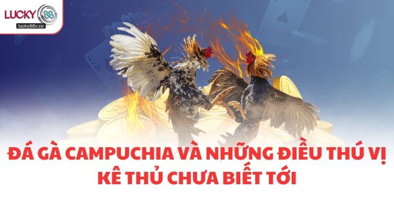 Đá Gà Campuchia Và Những Điều Thú Vị Kê Thủ Chưa Biết Tới