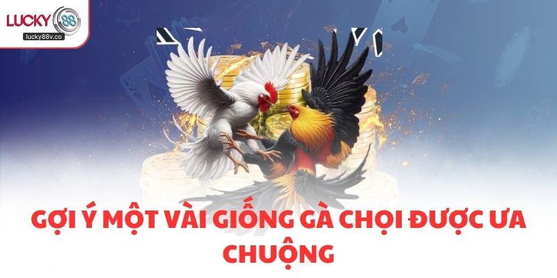 Gợi ý một vài giống gà chọi được ưa chuộng