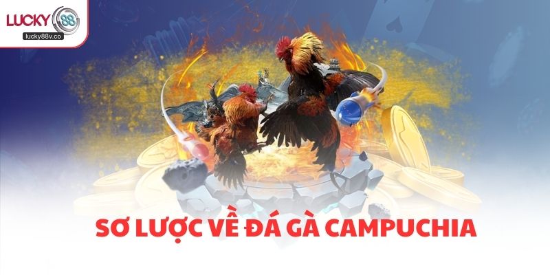 Sơ lược về đá gà Campuchia